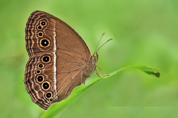 Theo quan niệm của văn hóa phương Đông bướm được coi là tượng trưng cho linh hồn người đã khuất