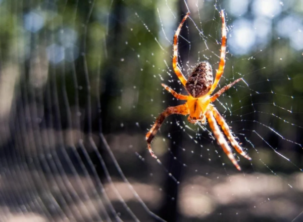 Tìm hiểu những thông tin thú vị về loài nhện
