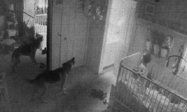 Chó có khả năng cảm nhận những điều không thể thấy bằng mắt thường